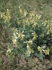 Astragalus drummondii
