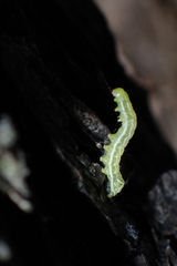 Noctuidae
