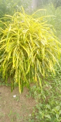 Tracheophyta