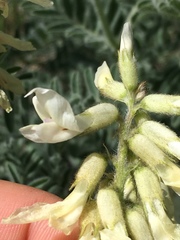 Astragalus drummondii