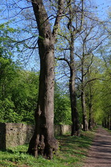 Noctuidae