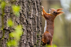 Sciurus vulgaris