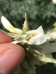 Astragalus drummondii