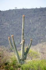 Cephalocereus macrocephalus