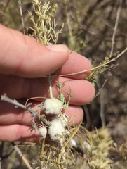 Rhopalomyia floccosa