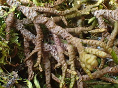 Porella arboris-vitae