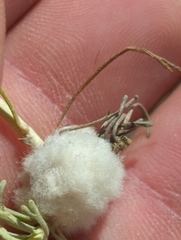 Rhopalomyia floccosa