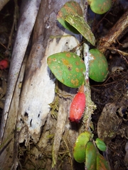 Sphyrospermum buxifolium