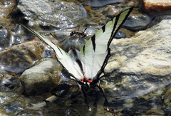 Graphium agetes