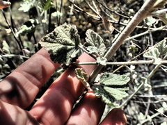 Malacothamnus hallii