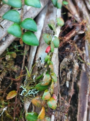 Sphyrospermum buxifolium