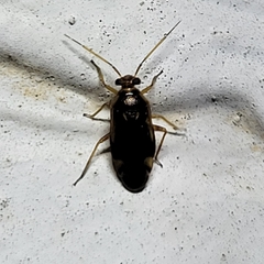 Tropidosteptes