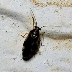 Tropidosteptes