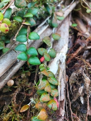 Sphyrospermum buxifolium
