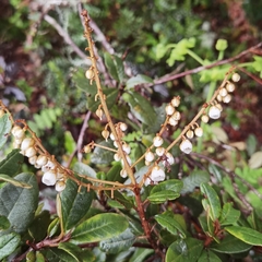 Clethra gelida