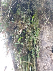 Sphyrospermum buxifolium