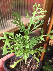 Tanacetum coccineum