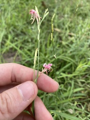 Oenothera hispida