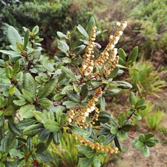 Clethra gelida