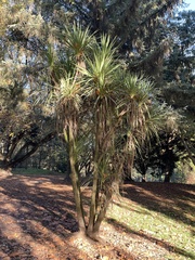 Cordyline australis