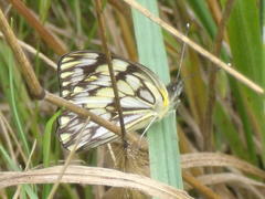 Belenois gidica abyssinica