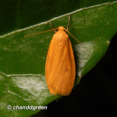 Paralithosia shaowuica