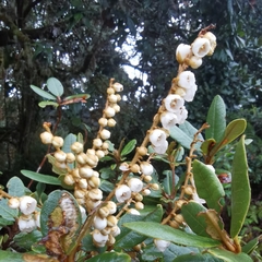 Clethra gelida