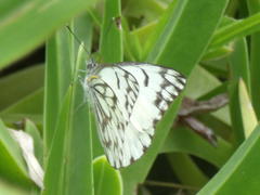 Belenois gidica abyssinica