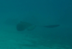 Pastinachus sephen