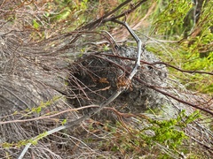 Crematogaster peringueyi