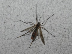 Ptychoptera albimana