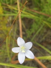 Prismatocarpus brevilobus