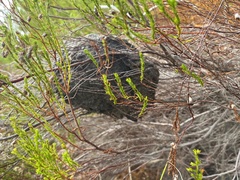 Crematogaster peringueyi