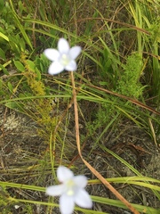 Prismatocarpus brevilobus
