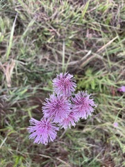 Campuloclinium macrocephalum