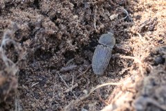 Agrypnus rectangularis