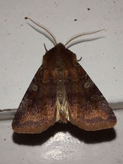 Cerastis leucographa