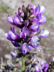 Astragalus looseri