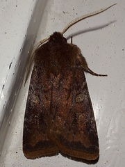 Cerastis leucographa