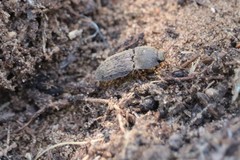 Agrypnus rectangularis