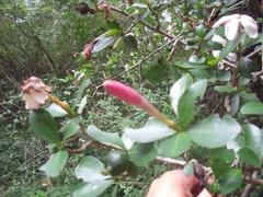 Hyperacanthus amoenus