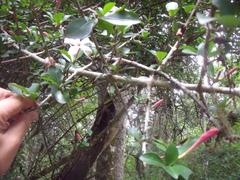 Hyperacanthus amoenus