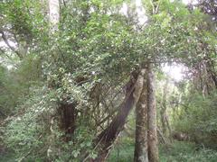 Hyperacanthus amoenus