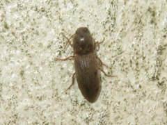 Agriotes obscurus