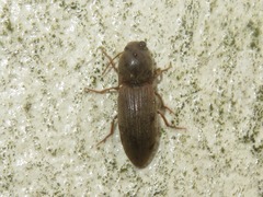 Agriotes obscurus