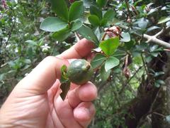 Hyperacanthus amoenus
