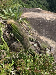 Coleocephalocereus fluminensis
