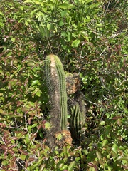 Coleocephalocereus fluminensis