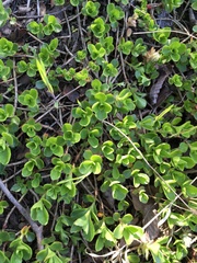 Phedimus