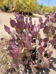 Opuntia santa-rita